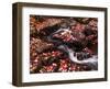 Scattered Leaves, Duck Brook-Michael Hudson-Framed Art Print