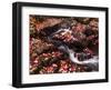 Scattered Leaves, Duck Brook-Michael Hudson-Framed Art Print