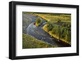 Scattered Scot's Pines (Pinus Sylvestris) Dorback Burn, Dorback Estate, Cairngorms Np, Scotland, UK-Mark Hamblin-Framed Photographic Print