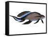 Scaumenacia Is an Extinct Genus of Lobe-Finned Fish-null-Framed Stretched Canvas