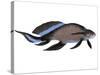 Scaumenacia Is an Extinct Genus of Lobe-Finned Fish-null-Stretched Canvas