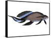 Scaumenacia Is an Extinct Genus of Lobe-Finned Fish-null-Framed Stretched Canvas