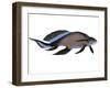 Scaumenacia Is an Extinct Genus of Lobe-Finned Fish-null-Framed Art Print