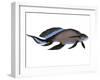 Scaumenacia Is an Extinct Genus of Lobe-Finned Fish-null-Framed Art Print