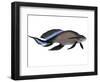 Scaumenacia Is an Extinct Genus of Lobe-Finned Fish-null-Framed Art Print