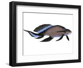 Scaumenacia Is an Extinct Genus of Lobe-Finned Fish-null-Framed Art Print