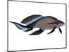 Scaumenacia Is an Extinct Genus of Lobe-Finned Fish-null-Mounted Art Print