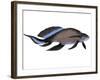 Scaumenacia Is an Extinct Genus of Lobe-Finned Fish-null-Framed Art Print