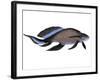 Scaumenacia Is an Extinct Genus of Lobe-Finned Fish-null-Framed Art Print