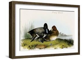 Scaup Duck-John James Audubon-Framed Art Print