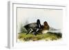 Scaup Duck-John James Audubon-Framed Art Print