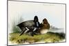 Scaup Duck-John James Audubon-Mounted Art Print
