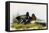 Scaup Duck-John James Audubon-Framed Stretched Canvas