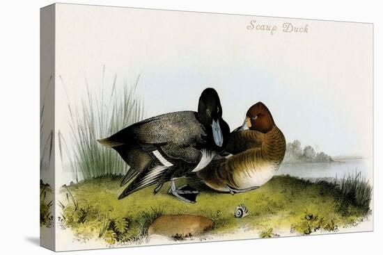 Scaup Duck-John James Audubon-Stretched Canvas