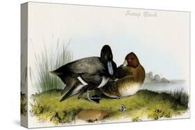 Scaup Duck-John James Audubon-Stretched Canvas