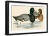 Scaup Duck-Beverley R. Morris-Framed Giclee Print