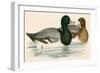 Scaup Duck-Beverley R. Morris-Framed Giclee Print