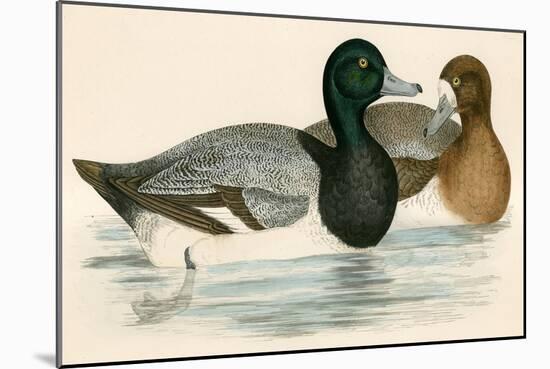 Scaup Duck-Beverley R. Morris-Mounted Giclee Print