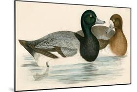 Scaup Duck-Beverley R. Morris-Mounted Giclee Print