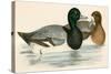 Scaup Duck-Beverley R. Morris-Stretched Canvas