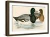 Scaup Duck-Beverley R. Morris-Framed Premium Giclee Print