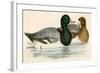 Scaup Duck-Beverley R. Morris-Framed Giclee Print