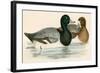 Scaup Duck-Beverley R. Morris-Framed Giclee Print