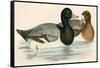 Scaup Duck-Beverley R. Morris-Framed Stretched Canvas