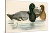 Scaup Duck-Beverley R. Morris-Stretched Canvas