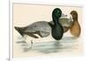 Scaup Duck-Beverley R. Morris-Framed Giclee Print