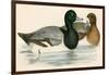 Scaup Duck-Beverley R. Morris-Framed Giclee Print