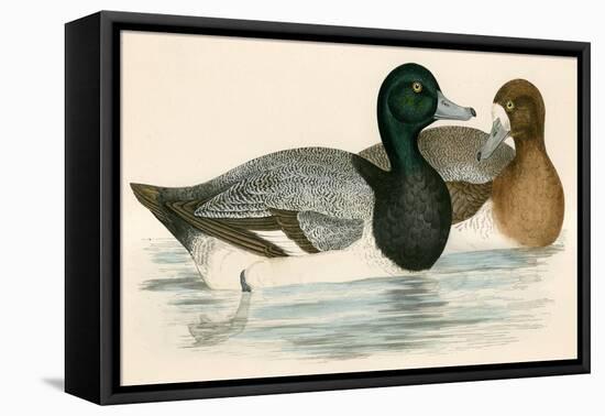 Scaup Duck-Beverley R. Morris-Framed Stretched Canvas