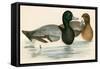 Scaup Duck-Beverley R. Morris-Framed Stretched Canvas