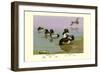 Scaup Duck-Allan Brooks-Framed Art Print