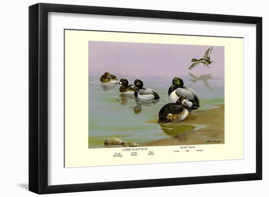 Scaup Duck-Allan Brooks-Framed Art Print