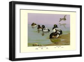 Scaup Duck-Allan Brooks-Framed Art Print