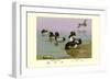 Scaup Duck-Allan Brooks-Framed Art Print