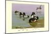 Scaup Duck-Allan Brooks-Mounted Art Print