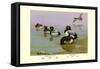 Scaup Duck-Allan Brooks-Framed Stretched Canvas