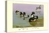 Scaup Duck-Allan Brooks-Stretched Canvas