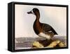 Scaup Pochard, Female, Aythya Marila-William Home Lizars-Framed Stretched Canvas