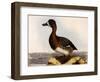 Scaup Pochard, Female, Aythya Marila-William Home Lizars-Framed Giclee Print