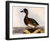 Scaup Pochard, Female, Aythya Marila-William Home Lizars-Framed Giclee Print