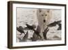 Scavenger-Gordon Semmens-Framed Photographic Print