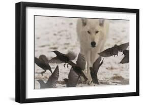 Scavenger-Gordon Semmens-Framed Photographic Print