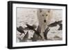 Scavenger-Gordon Semmens-Framed Photographic Print