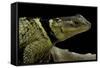 Sceloporus Cyanogenys (Blue Spiny Lizard)-Paul Starosta-Framed Stretched Canvas