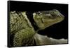 Sceloporus Cyanogenys (Blue Spiny Lizard)-Paul Starosta-Framed Stretched Canvas