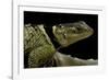 Sceloporus Cyanogenys (Blue Spiny Lizard)-Paul Starosta-Framed Photographic Print