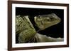 Sceloporus Cyanogenys (Blue Spiny Lizard)-Paul Starosta-Framed Photographic Print